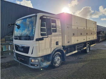 Рефрижератор MAN TGL 12.250 EURO 6/ IJswagen/ Coldcar/ Eiswagen/ Tiefkuhl 5+5: фото 4