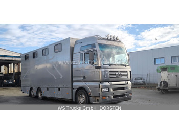 Новый Коневоз MAN TGA 26.480 FG   6x2 Pferdetransporter Luft/Luft: фото 3