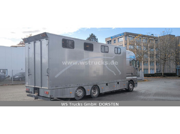 Новый Коневоз MAN TGA 26.480 FG   6x2 Pferdetransporter Luft/Luft: фото 4