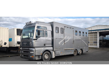 Новый Коневоз MAN TGA 26.480 FG   6x2 Pferdetransporter Luft/Luft: фото 2